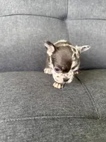 FENDI FLUFFY CARRIER AKC BLUE EYES 😍, a female French Bulldog for sale in Saint Louis, MO – 5 of 10