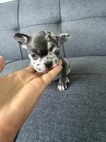 FENDI FLUFFY CARRIER AKC BLUE EYES 😍, a female French Bulldog for sale in Saint Louis, MO – 6 of 10