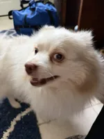 Burberry , a male Pomeranian for sale in Saint Louis, MO – 2 of 3
