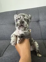ACE FLUFFY CARRIER AKC BLUE EYES 👑 , a male French Bulldog for sale in Saint Louis, MO – 6 of 10