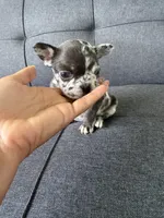 FENDI FLUFFY CARRIER AKC BLUE EYES 😍, a female French Bulldog for sale in Saint Louis, MO – 3 of 10