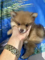 ZEUS (GREEN EYES)❤️, a male Pomeranian for sale in Saint Louis, MO – 4 of 10