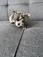 FENDI FLUFFY CARRIER AKC BLUE EYES 😍, a female French Bulldog for sale in Saint Louis, MO – 2 of 10