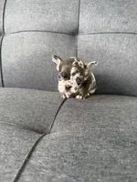 FENDI FLUFFY CARRIER AKC BLUE EYES 😍, a female French Bulldog for sale in Saint Louis, MO – 9 of 10