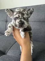 ACE FLUFFY CARRIER AKC BLUE EYES 👑 , a male French Bulldog for sale in Saint Louis, MO – 4 of 10