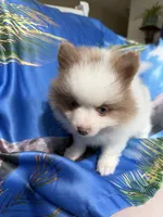 MILO (BLUE EYES) ❤️, a male Pomeranian for sale in Saint Louis, MO – 7 of 9