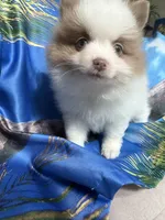 MILO (BLUE EYES) ❤️, a male Pomeranian for sale in Saint Louis, MO – 2 of 9