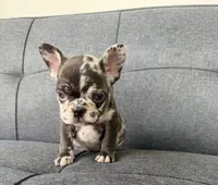 FENDI FLUFFY CARRIER AKC BLUE EYES 😍, a female French Bulldog for sale in Saint Louis, MO – 6 of 7