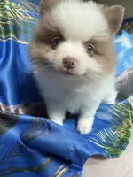 MILO (BLUE EYES) ❤️, a male Pomeranian for sale in Saint Louis, MO – 1 of 9