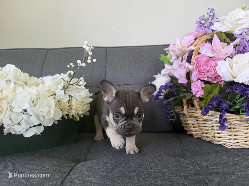 TANK FLUFFY CARRIER AKC 👑  – French Bulldog puppy for sale in Saint Louis, MO