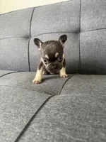 TANK FLUFFY CARRIER AKC 👑 , a male French Bulldog for sale in Saint Louis, MO – 3 of 10