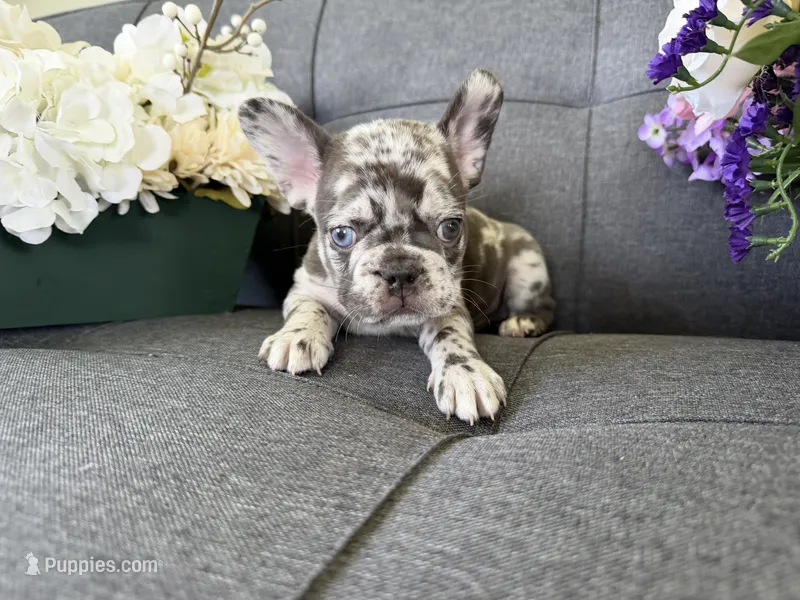 ACE FLUFFY CARRIER AKC BLUE EYES 👑  – French Bulldog puppy for sale in Saint Louis, MO
