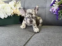 ACE FLUFFY CARRIER AKC BLUE EYES 👑 , a male French Bulldog for sale in Saint Louis, MO – 1 of 6
