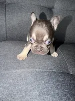 TANK FLUFFY CARRIER AKC 👑 , a male French Bulldog for sale in Saint Louis, MO – 7 of 10