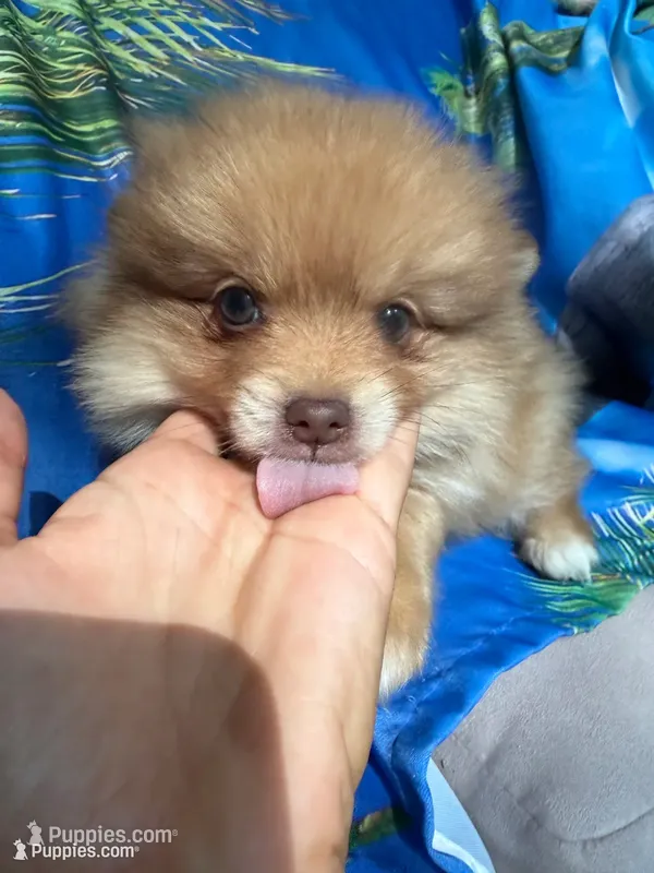 ZEUS (GREEN EYES)❤️ – Pomeranian puppy for sale in Saint Louis, MO