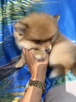 ZEUS (GREEN EYES)❤️, a male Pomeranian for sale in Saint Louis, MO – 7 of 10