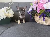 TANK FLUFFY CARRIER AKC 👑 , a male French Bulldog for sale in Saint Louis, MO – 6 of 6