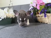 TANK FLUFFY CARRIER AKC 👑 , a male French Bulldog for sale in Saint Louis, MO – 5 of 6
