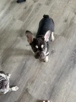 TANK FLUFFY CARRIER AKC 👑 , a male French Bulldog for sale in Saint Louis, MO – 3 of 8