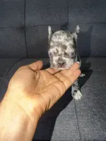 ACE FLUFFY CARRIER AKC BLUE EYES 👑 , a male French Bulldog for sale in Saint Louis, MO – 7 of 10