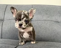 FENDI FLUFFY CARRIER AKC BLUE EYES 😍, a female French Bulldog for sale in Saint Louis, MO – 2 of 7