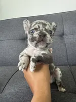 ACE FLUFFY CARRIER AKC BLUE EYES 👑 , a male French Bulldog for sale in Saint Louis, MO – 3 of 10
