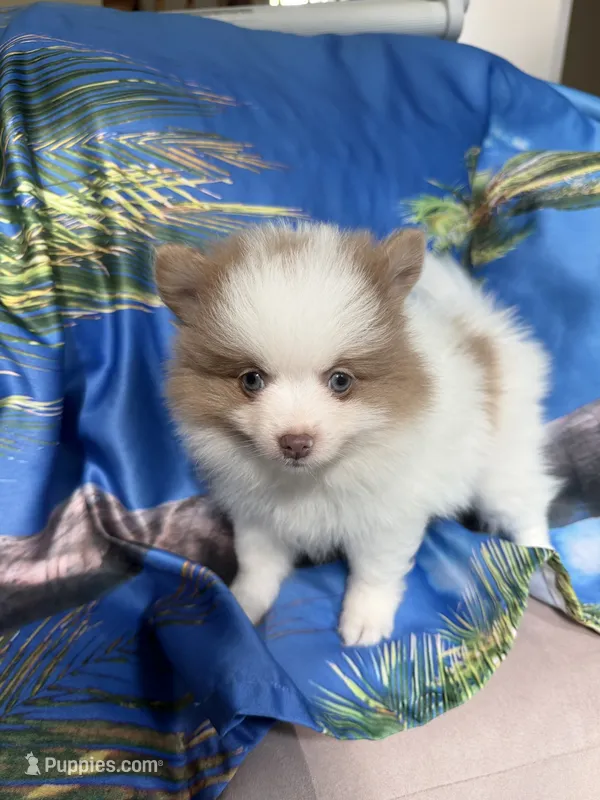 MILO (BLUE EYES) ❤️ – Pomeranian puppy for sale in Saint Louis, MO