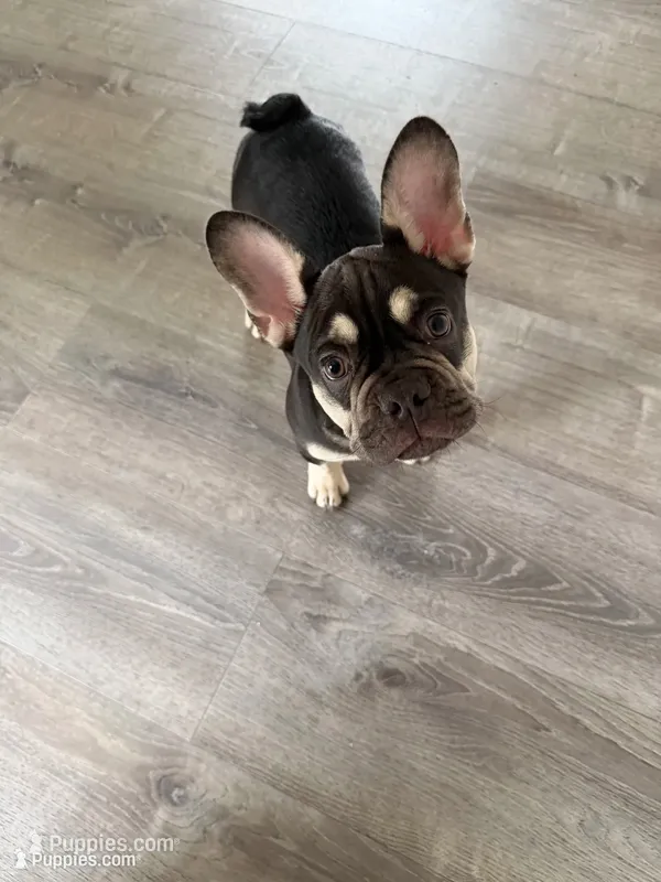 TANK FLUFFY CARRIER AKC 👑  – French Bulldog puppy for sale in Saint Louis, MO