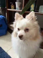 Burberry , a male Pomeranian for sale in Saint Louis, MO – 3 of 3