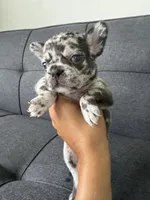 ACE FLUFFY CARRIER AKC BLUE EYES 👑 , a male French Bulldog for sale in Saint Louis, MO – 5 of 10
