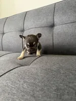 TANK FLUFFY CARRIER AKC 👑 , a male French Bulldog for sale in Saint Louis, MO – 2 of 10