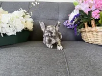 ACE FLUFFY CARRIER AKC BLUE EYES 👑 , a male French Bulldog for sale in Saint Louis, MO – 6 of 6