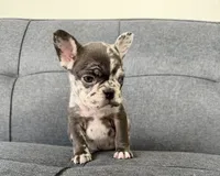 FENDI FLUFFY CARRIER AKC BLUE EYES 😍, a female French Bulldog for sale in Saint Louis, MO – 3 of 7