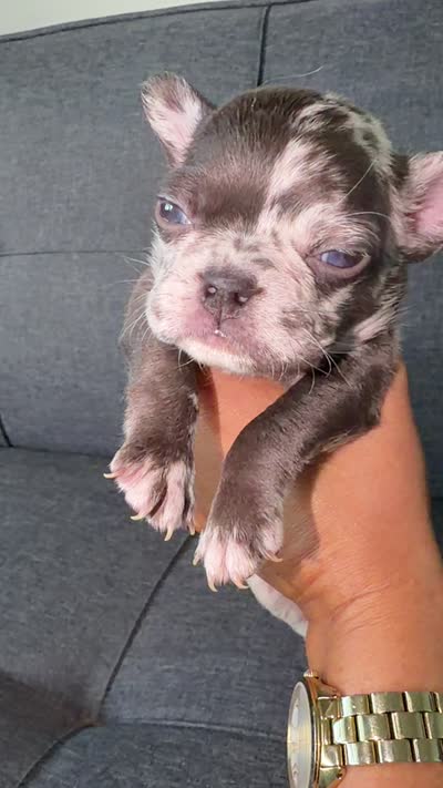 FENDI FLUFFY CARRIER AKC BLUE EYES 😍, a female French Bulldog for sale in Saint Louis, MO – 10 of 10