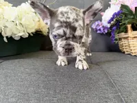 ACE FLUFFY CARRIER AKC BLUE EYES 👑 , a male French Bulldog for sale in Saint Louis, MO – 4 of 6