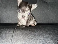 FENDI FLUFFY CARRIER AKC BLUE EYES 😍, a female French Bulldog for sale in Saint Louis, MO – 8 of 10