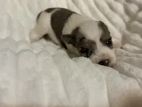 Cinder- Merle Parti, a male Miniature Schnauzer for sale in Tulsa, OK – 3 of 5