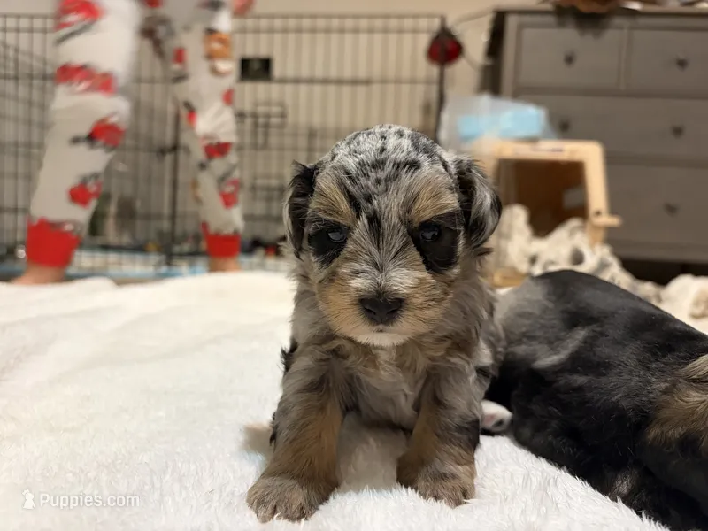 Phoenix- Blue Merle – Miniature Schnauzer puppy for sale in Tulsa, OK