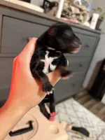 Black , a male Miniature Schnauzer for sale in Tulsa, OK – 2 of 2