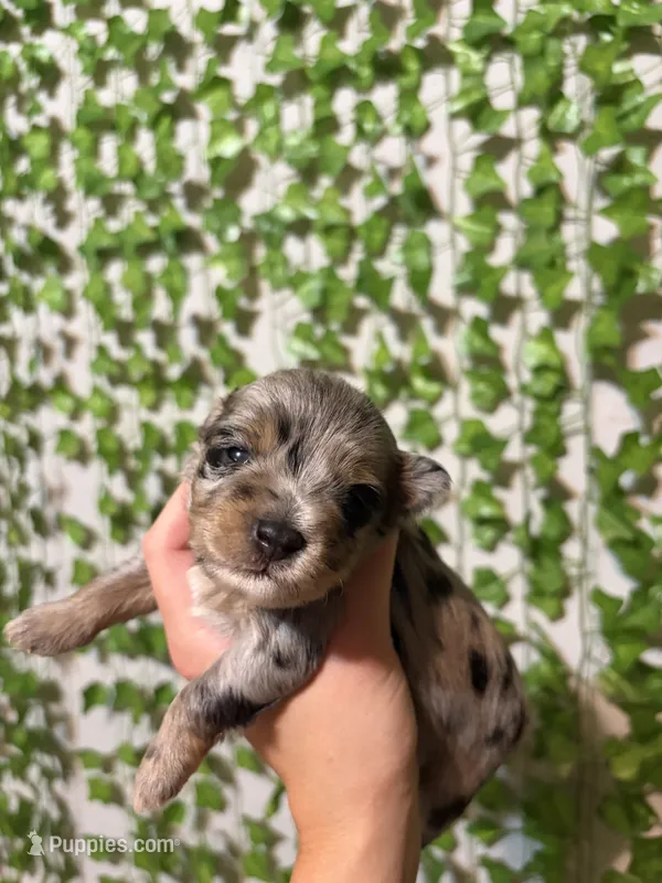 Phoenix- Blue Merle – Miniature Schnauzer puppy for sale in Tulsa, OK