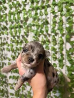 Phoenix- Blue Merle, a male Miniature Schnauzer for sale in Tulsa, OK – 1 of 5