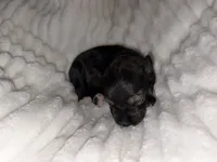 Salt/Pepper, a male Miniature Schnauzer for sale in Tulsa, OK – 6 of 6