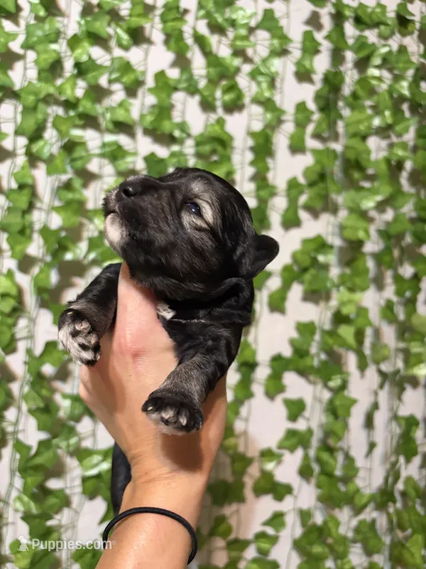 Black  – Miniature Schnauzer puppy for sale in Tulsa, OK