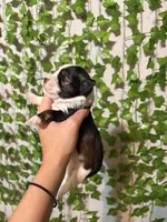 Black/White Parti, a male Miniature Schnauzer for sale in Tulsa, OK – 2 of 6