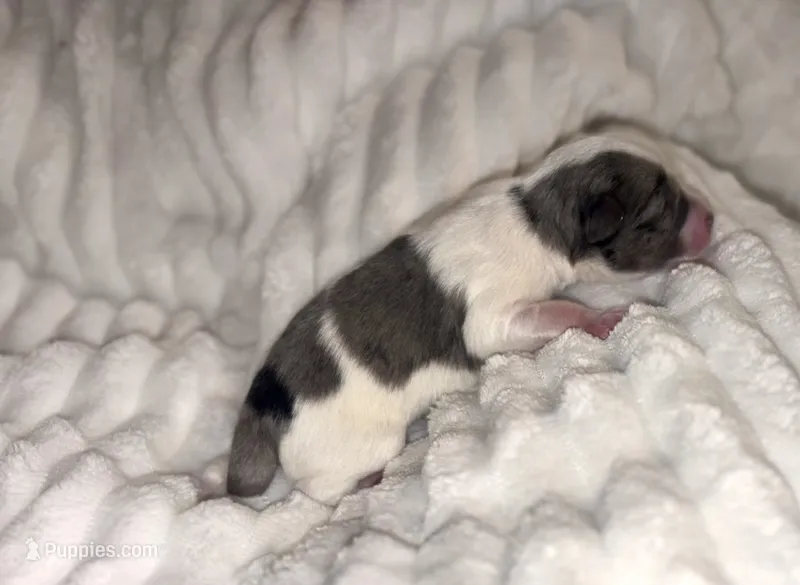 Merle Parti – Miniature Schnauzer puppy for sale in Tulsa, OK