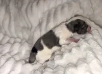 Merle Parti, a male Miniature Schnauzer for sale in Tulsa, OK – 1 of 1