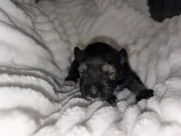 Salt/Pepper, a male Miniature Schnauzer for sale in Tulsa, OK – 3 of 6