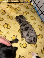 Phoenix- Blue Merle, a male Miniature Schnauzer for sale in Tulsa, OK – 3 of 5