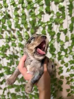 Phoenix- Blue Merle, a male Miniature Schnauzer for sale in Tulsa, OK – 5 of 5