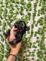 Salt/Pepper, a male Miniature Schnauzer for sale in Tulsa, OK – 2 of 6